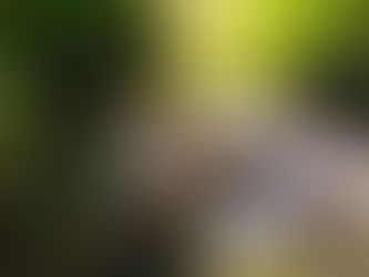 Nature and Comfort Combined: Your 3-Day Khao Sok Adventure Awaits