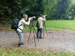 An Unforgettable Four-Day Birdwatching Journey Through Southern Thailand (3711)