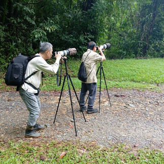 Birds watching in Sri Phang-Nga and Krung Ching 4 days 3 night