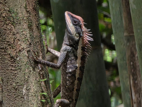 Full-Day Jungle Trekking Adventure Surrounded by Nature