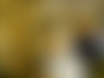 A Quiet Riverside Moment Surrounded by Lush Forest