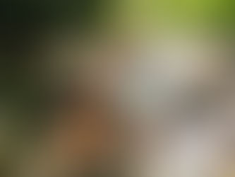 Immerse Yourself in the Full Khao Sok and Emerald Lake Experience