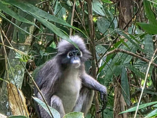 Drifting into Stillness on the Emerald Waters of Cheow Lan Lake