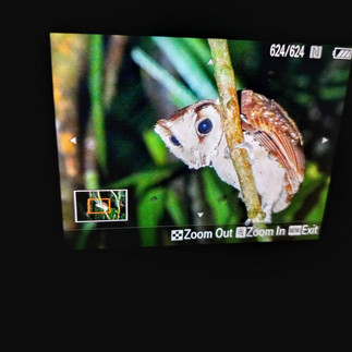 Birds watching in Sri Phang-Nga and Krung Ching 4 days 3 night