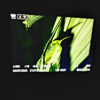 Birds watching in Sri Phang-Nga and Krung Ching 4 days 3 night