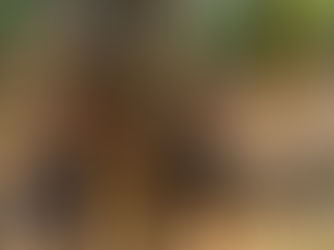 Thank You for Your 3-Day Khao Sok – Cheow Lan Lake Experience