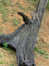 Monitor lizard resting on a tree trunk in the forest around the 500 Rai area