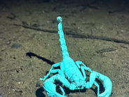 Thank you for joining our Night Trek at Khao Sok