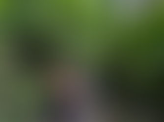 An Unforgettable Journey Through Khao Sok & Cheow Lan Lake