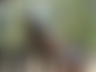 3 Days 2 Nights Family Adventure: Explore Khao Sok and Cheow Lan Lake