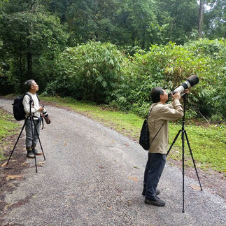 Birds watching in Sri Phang-Nga and Krung Ching 4 days 3 night