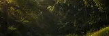 Medival Jungle House BG ZenithAVGCXR Unreal Engine 5.webp