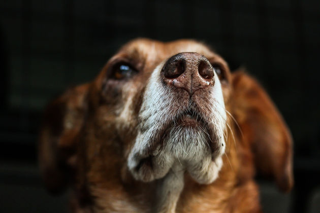 Arthritic dog pain relief w/out a prescription!
