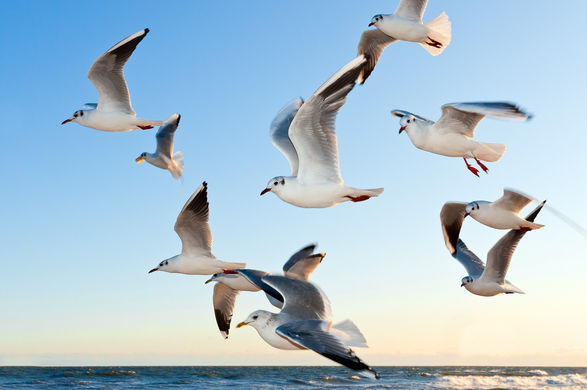 Do animals evolve with intent?