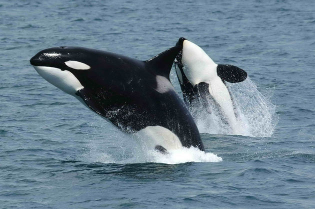 SeaWorld to end breeding program, focus on rescue, and USDA implications.