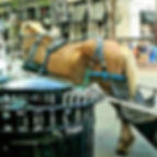 Skinny Nashville Working Horse