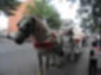 Nashville Carriage Horse