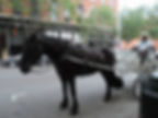 carriage horse