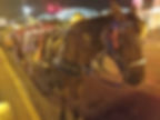 American Melody Unattended Horse