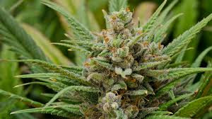 Super Lemon Haze Seeds for Sale | Super Lemon Haze