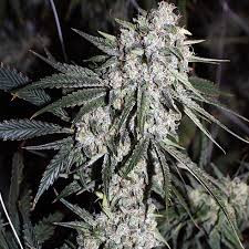 Hell's Angel OG Seeds for Sale