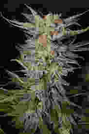 Black Destroyer Seeds for Sale