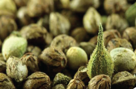 Medical marijuana seeds USA