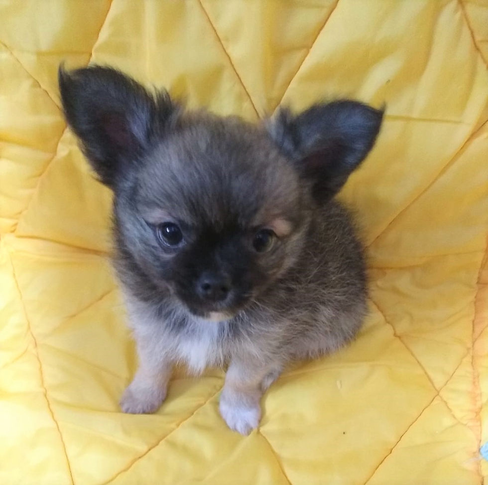 chihuahua machinho sablê