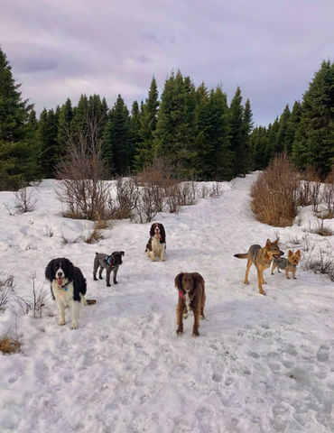 Dog sitting Anchorage, Dog Boarding Anchorage