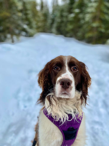 Dog sitting Anchorage, Dog Boarding Anchorage