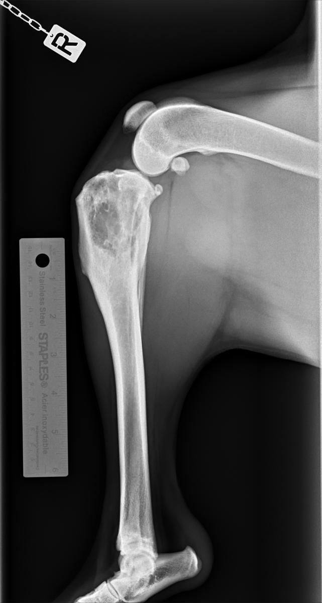 An X-ray image of Dino's right leg. The top of the tibia shows a lot of cloudy structure - this is the cancer.