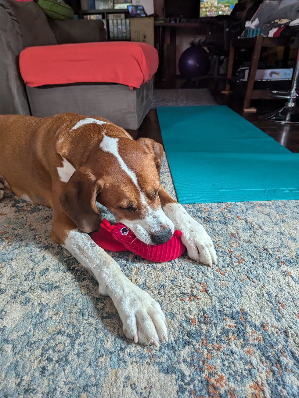 A photo of Dino the dog laying on a blue carpet. He is playing with a red toy that looks like a shrimp.