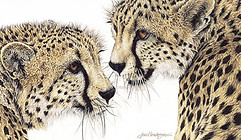 Cheetah pair in colored pencil