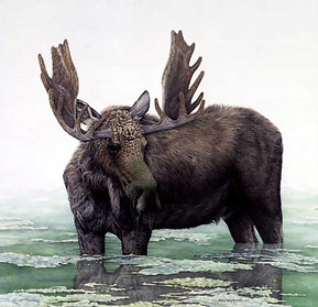 Moose in water colored pencil