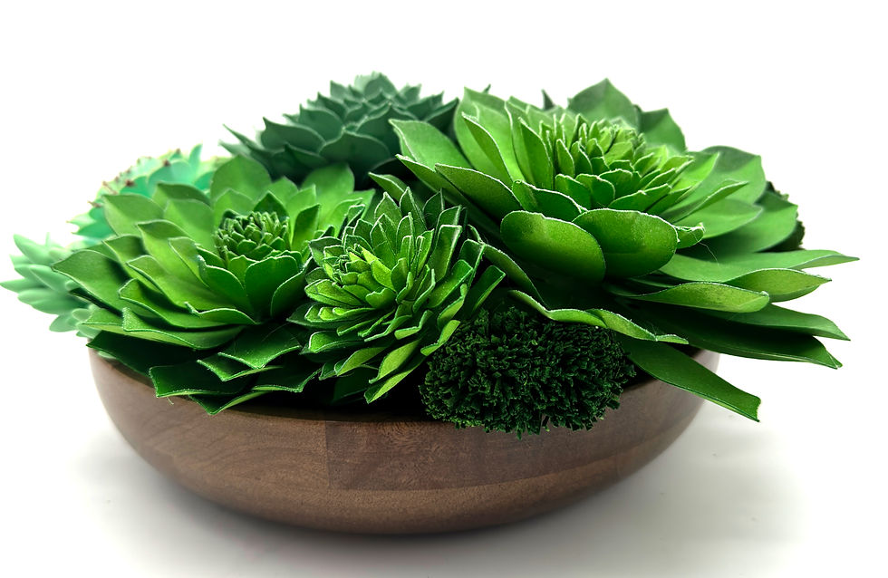 Thumbnail: Echevaria Elegans + Agavoids Succulent | Acacia Bowl Garden Collection