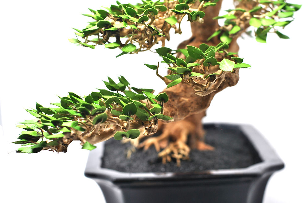 Thumbnail: Chinese Elm Bonsai | Semi-Cascading Collection