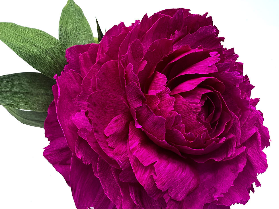 Thumbnail: "Cherry Hill" Dark Pink Peony | Single Pick Collection