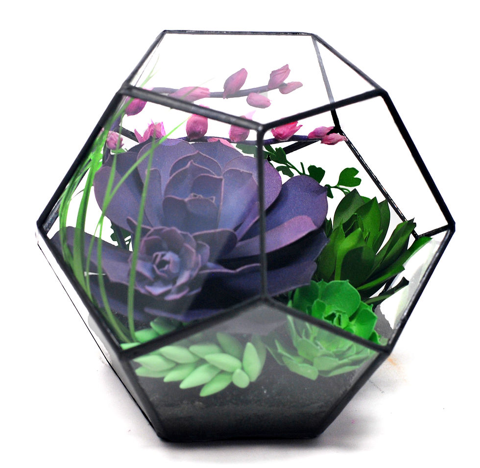 Thumbnail: Pink + Purple Blooming Echevaria | Hexagonal Terrarium Collection