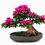 Thumbnail: Bougainvillea Bonsai with "Shitakusa" | Semi-Cascading Collection