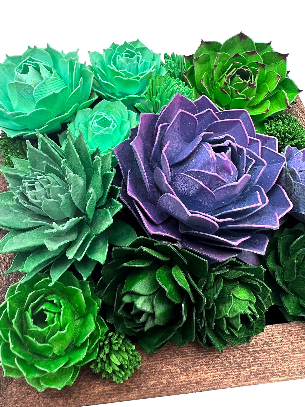 Thumbnail: Purple Von Nernberg Succulent + Agave | Small Succulent Wall Garden Collection