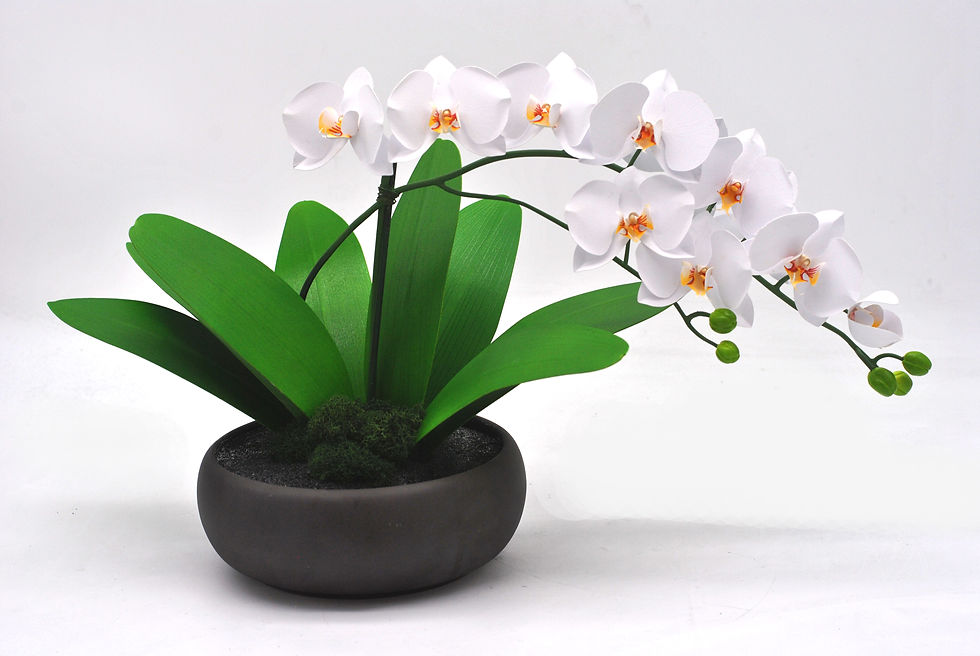 Thumbnail: Phalaenopsis Orchid Display