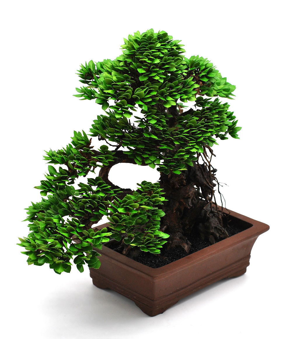 Thumbnail: Chinese Elm | Sem-Cascading Collection
