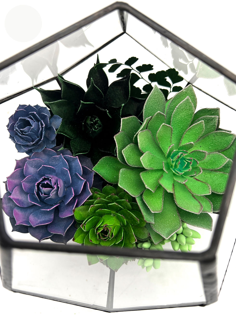 Thumbnail: Purple Von Nernburg+ Sempervivum Mystique | Hexagonal Terrarium Collection