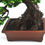 Thumbnail: Chinese Elm | Sem-Cascading Collection