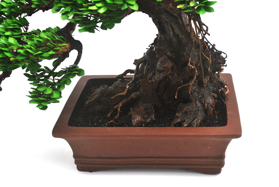 Thumbnail: Chinese Elm | Sem-Cascading Collection