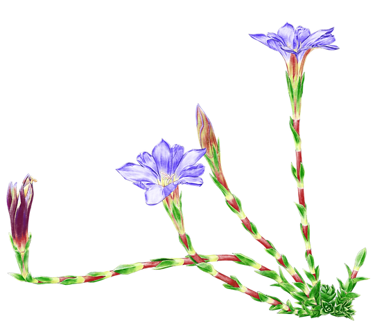 pic4_阿里山龍膽_1920.png