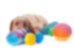 puppy-brittany-spaniel-2024-12-06-04-20-23-utc.jpg
