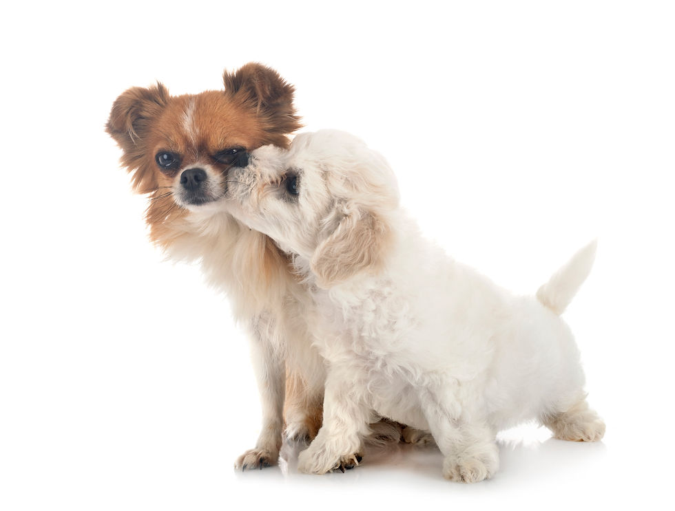 bichon-frise-and-chihuahua-2026-01-07-00-45-19-utc.jpg