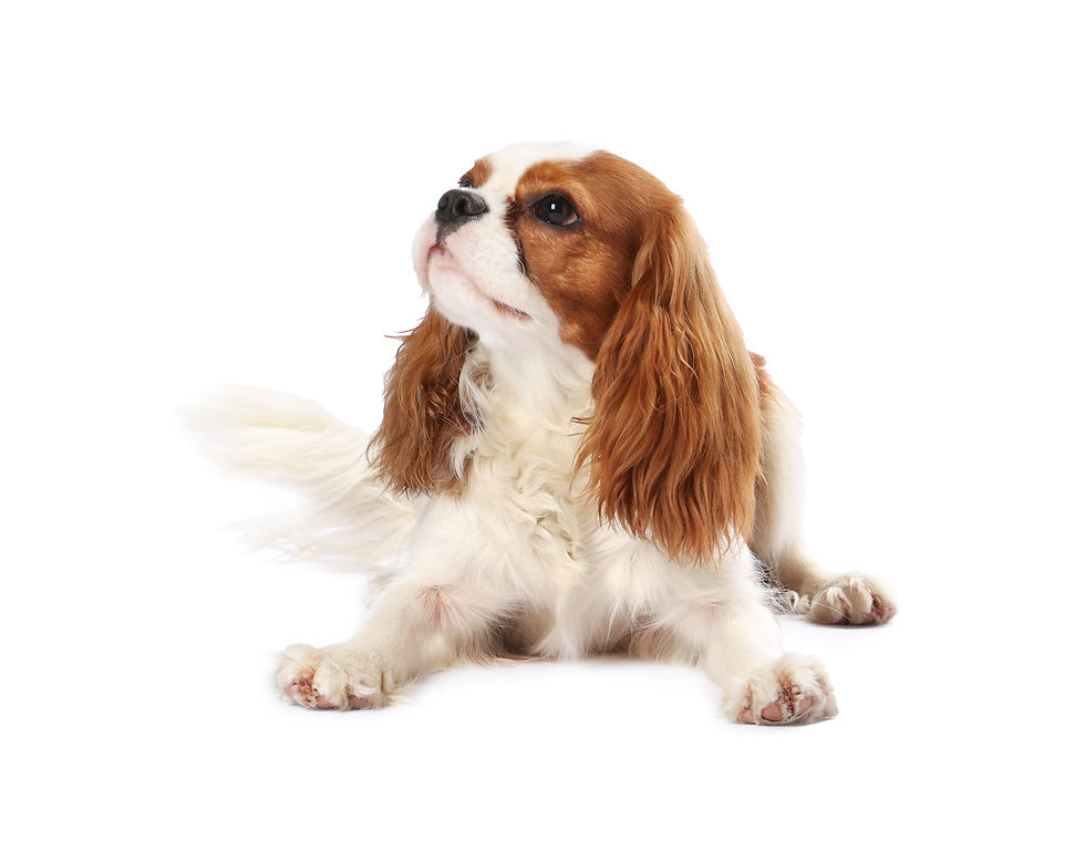 cavalier-king-charles-spaniel-puppy-lying-down-2026-04-09-17-55-44-utc.jpg