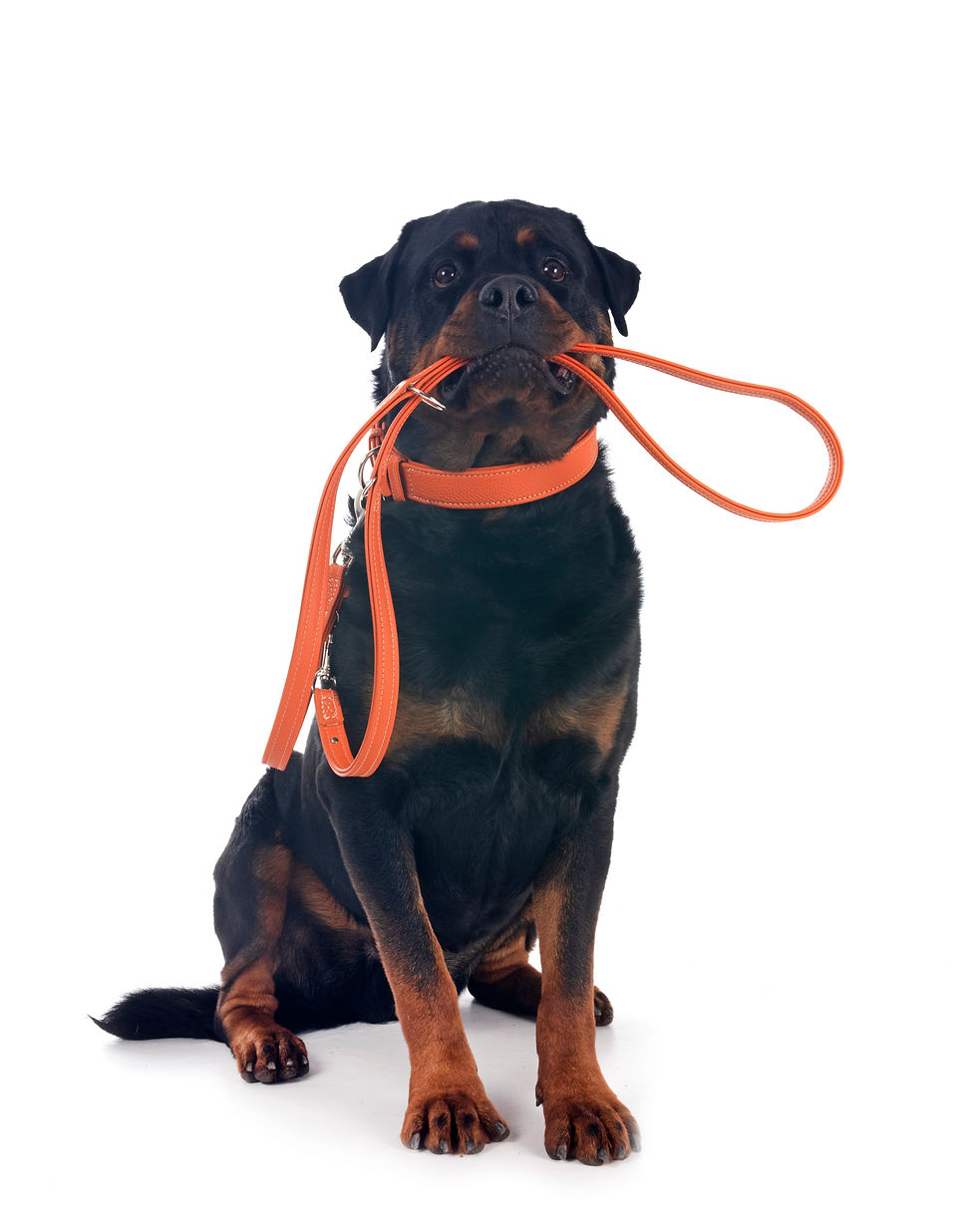 rottweiler-in-studio-2026-03-25-06-41-19-utc.jpg